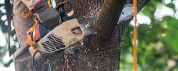 How Our Tree Care Process Works  in  Los Alamitos, CA
