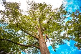 Best Tree and Shrub Care  in Los Alamitos, CA