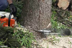 Best Arborist Consultation Services  in Los Alamitos, CA