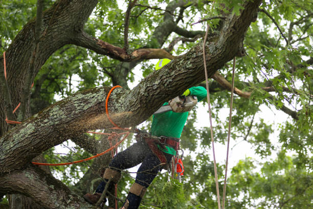 Best Firewood Processing and Delivery  in Los Alamitos, CA