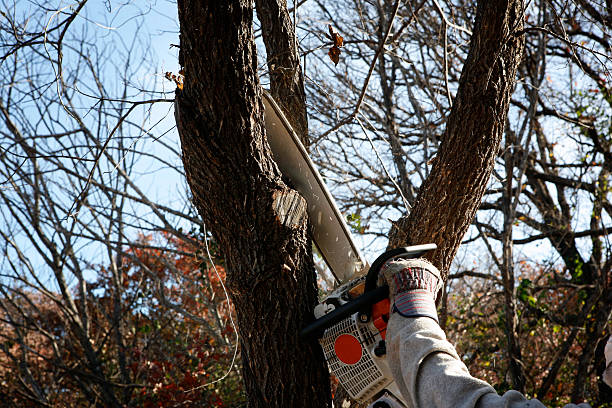 Best Tree Trimming and Pruning  in Los Alamitos, CA
