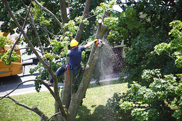 Best Storm Damage Tree Cleanup  in Los Alamitos, CA